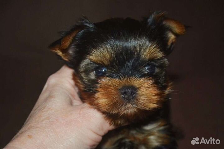 Йоркширский терьер большой выбор щенков