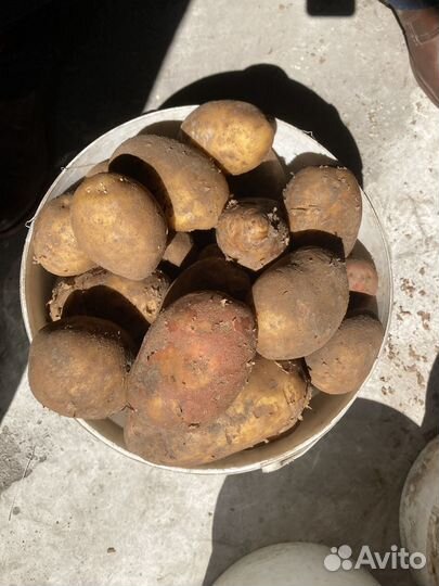 Картофель едовой