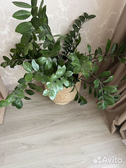 Замиокулькас