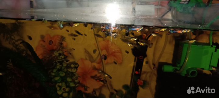 Гуппи, молинезии, меченосцев, сомики