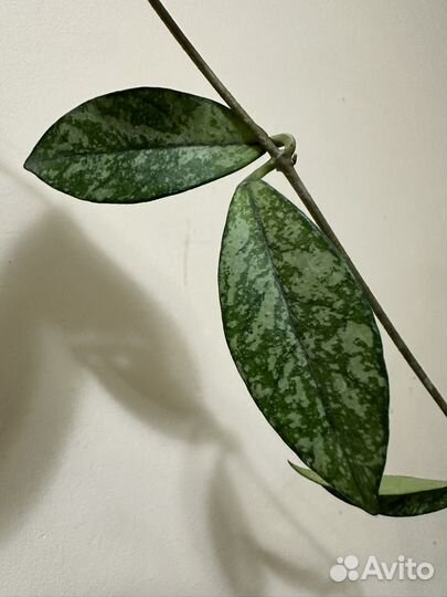 Хойя Crassipetiolata silver splash