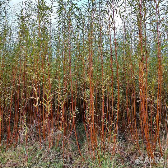 Черенок сортовой ивы Американка гигантская