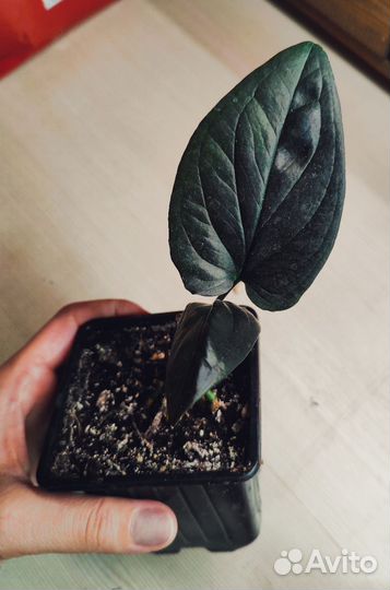 Сингониум Эритрофиллум