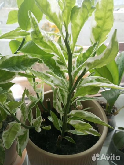 Педилантус в горшке