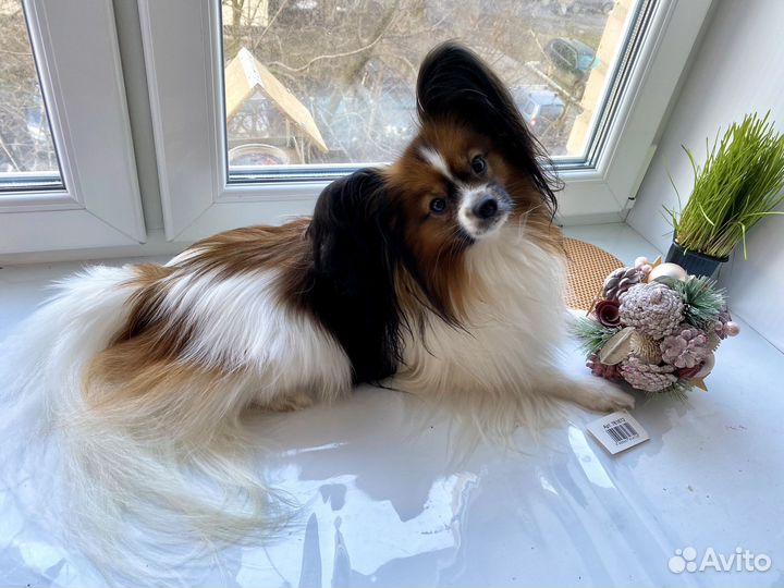 Фотосессия с собакой бабочкой (папийон)