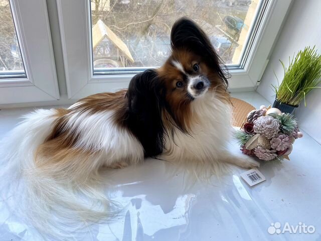 Фотосессия с собакой бабочкой (папийон)