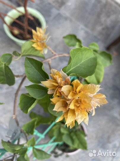 Бугенвиллии взрослые