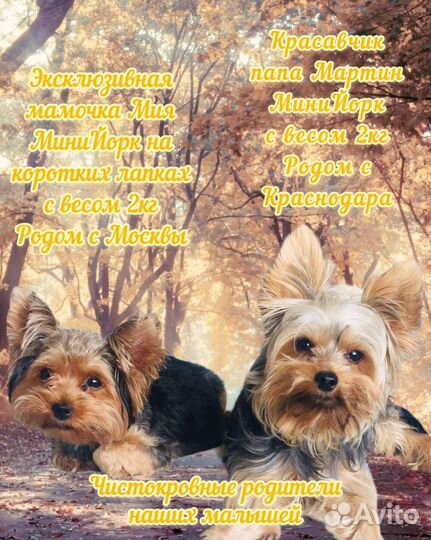 Йоркширский терьер