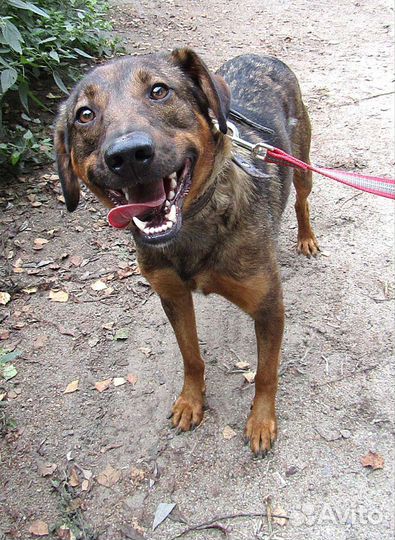 Молодой кобелёк