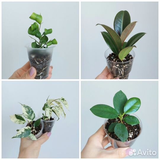 Фикусы детки