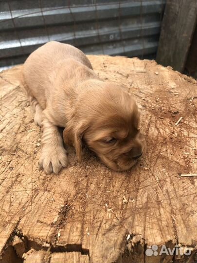 Кокер спаниель