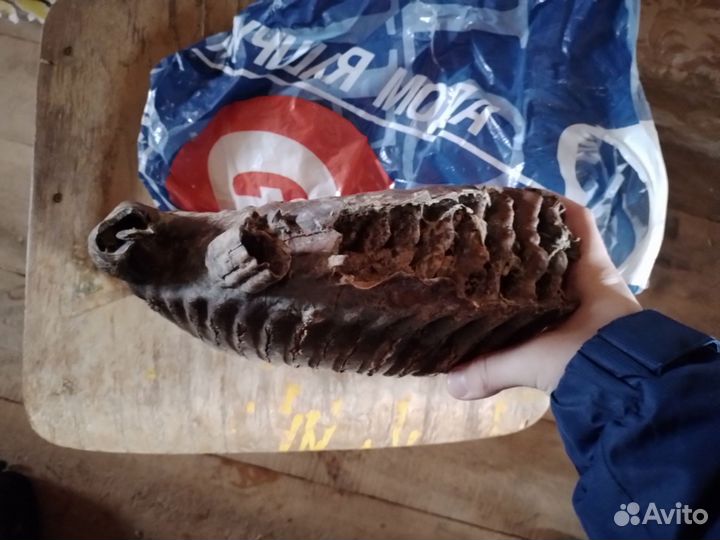 Зуб мамонта