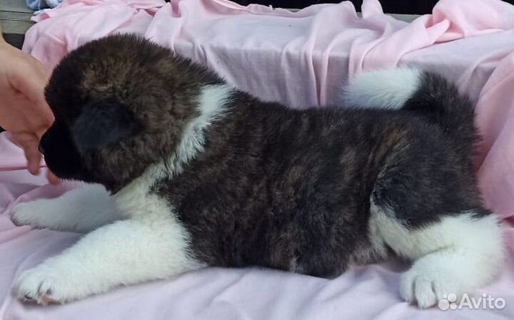 Щенки американской акиты