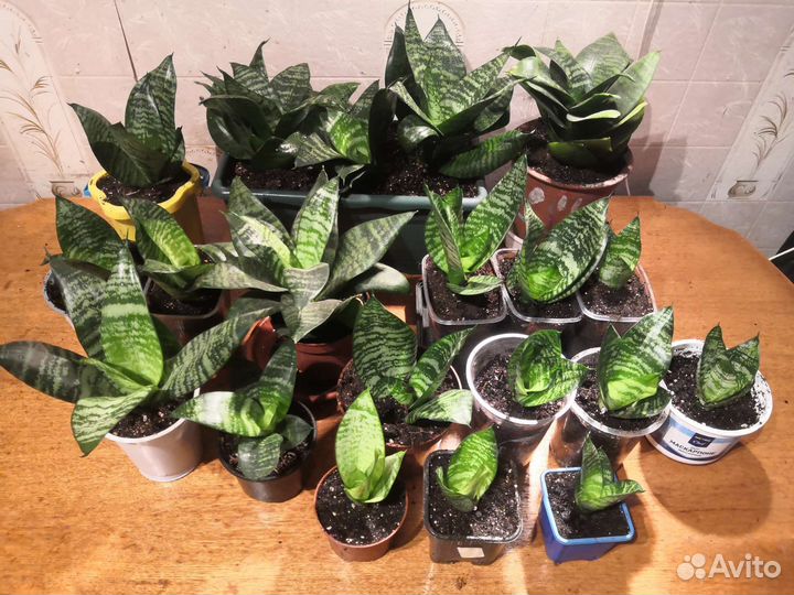 Комнатные растения Сансевиерия или Тещин язык