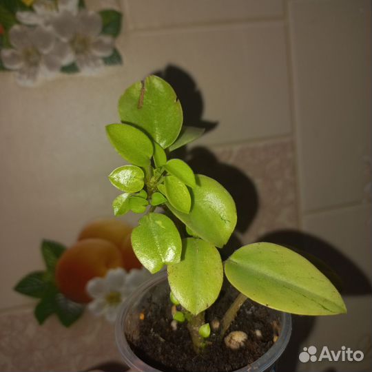 Пеперомия Пикси лайм