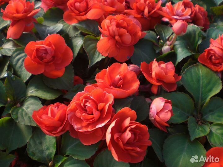 Бальзамин комнатные цветы растения разные сорта