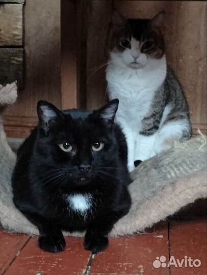 Кисуля с дач ищет дом (у нее была сломана челюсть)