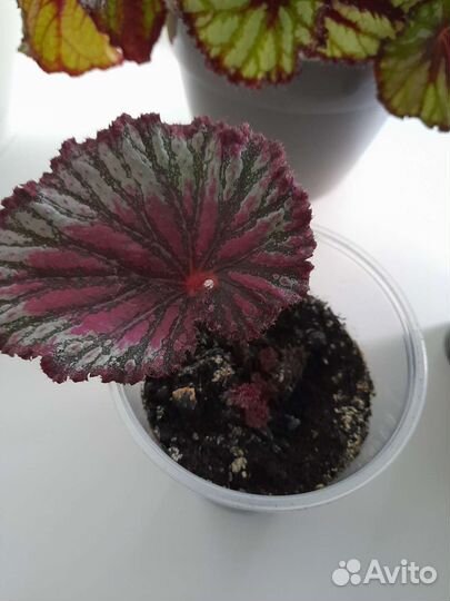 Комнатные цветы