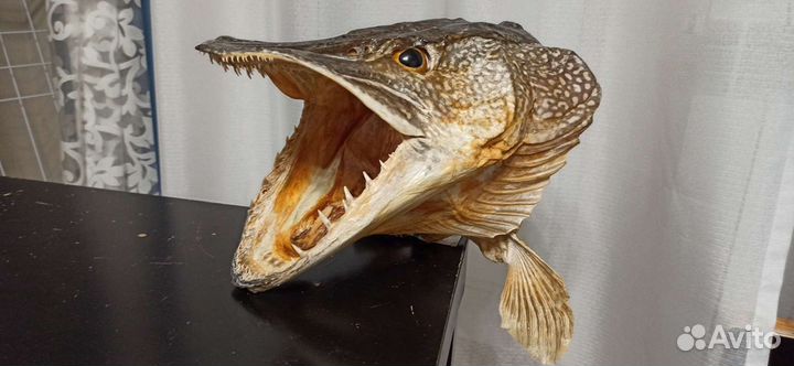 Чучело щучьей головы