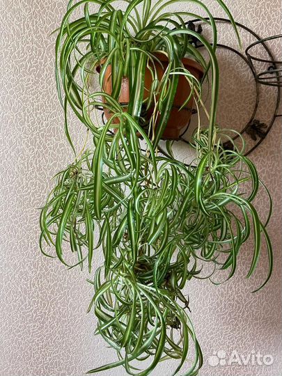 Хлорофитум кудрявый