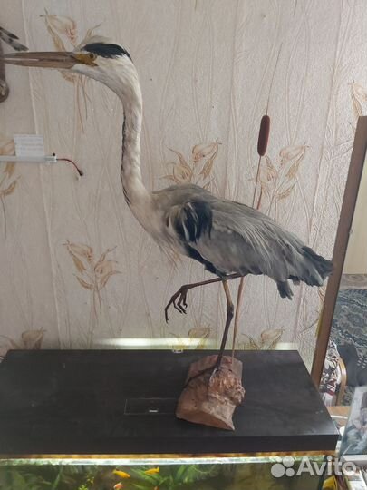 Чучело птицы