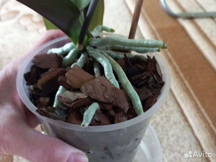 Орхидея фаленопсис