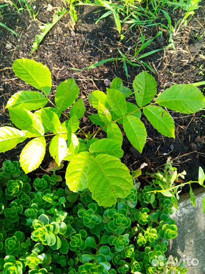 Грецкий орех саженцы