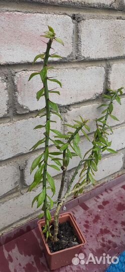 Перескиопсис Аустроцилиндропунция кактус