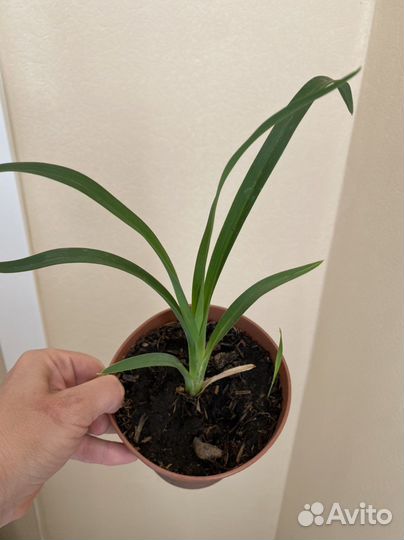 Лилейники сортовые