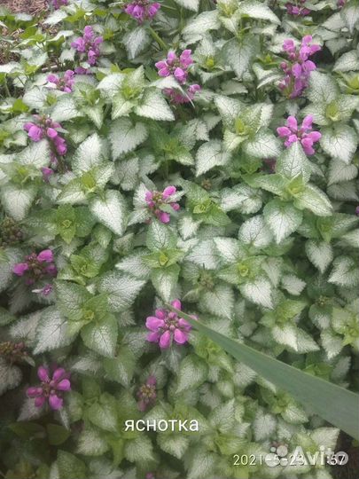 Красивоцветущие почвопокровные