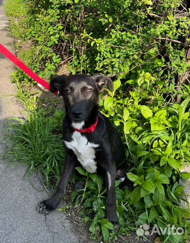 Собака в добрые руки