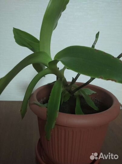 Цветок золотой ус