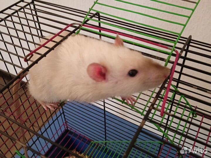 Крысы с клеткой
