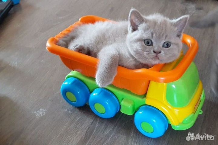 Британские котята