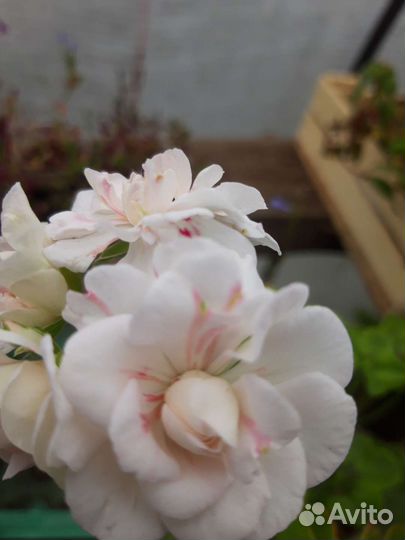 Пеларгония герань