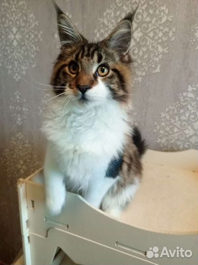 Котята мейн-кун