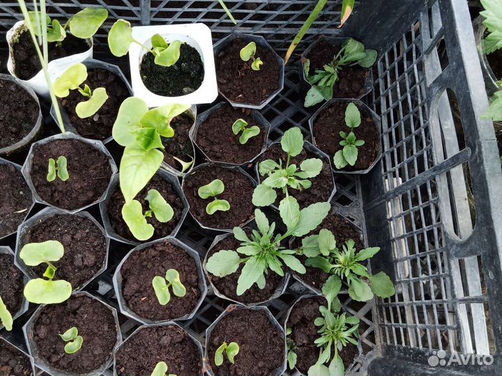 Садовые растения