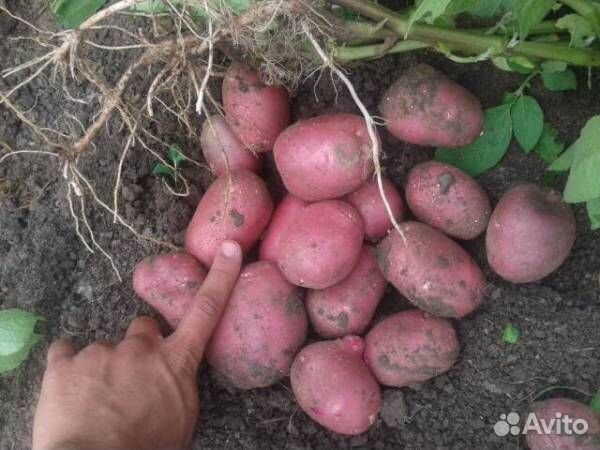 Семена картофеля