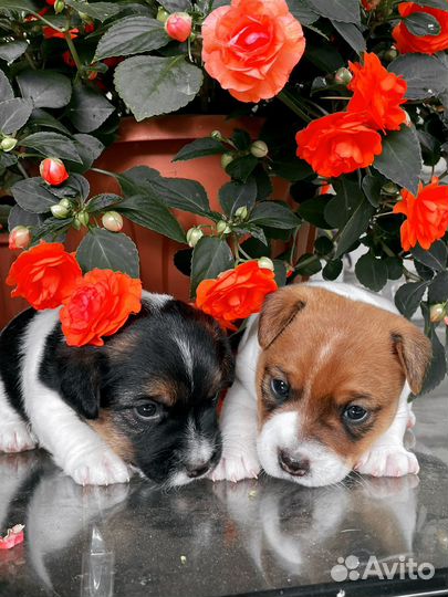 Щенки джек рассел терьер