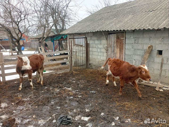 Два бычка и телька