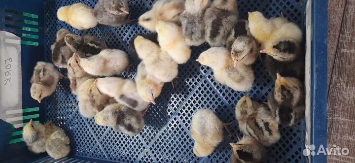 Цыплята бройлера