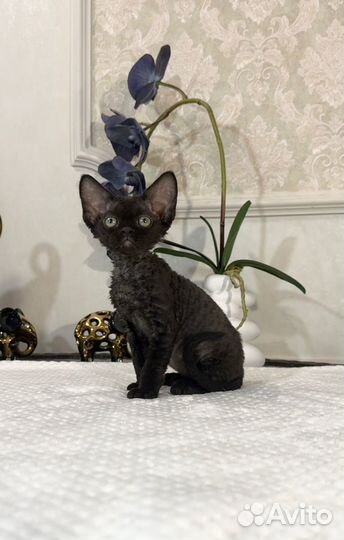 Черный мальчик