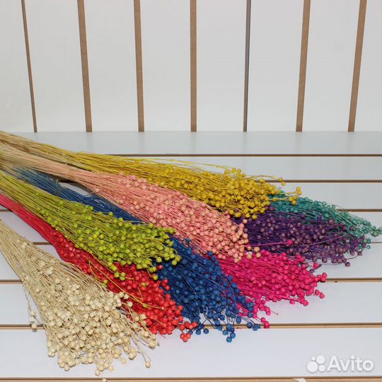 Сухоцветы Лагурус