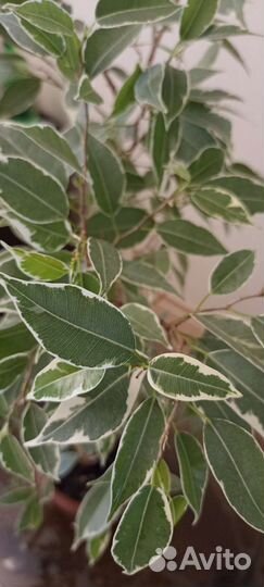 Фикус бенджамина пестролистный