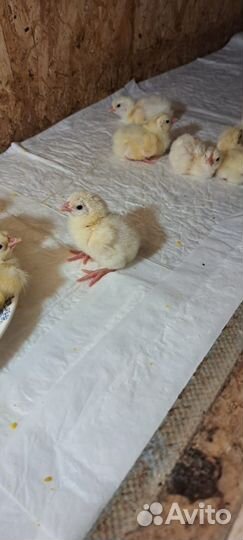 Цыплята кобб 500