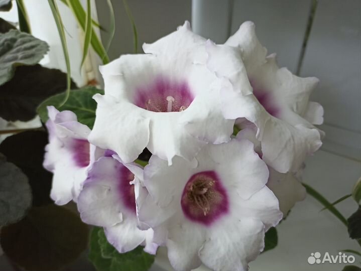 Продам цветы комнатные