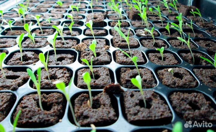 Рассада с доставкой