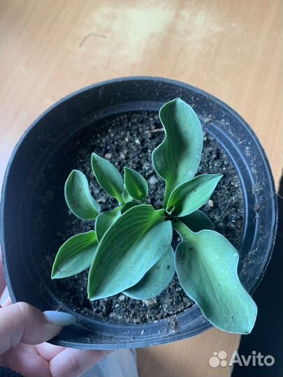 Хоста Маус и Райнфорест