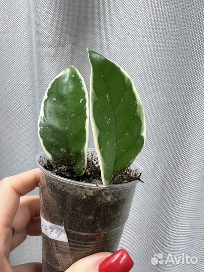 Комнатные цветы хойя