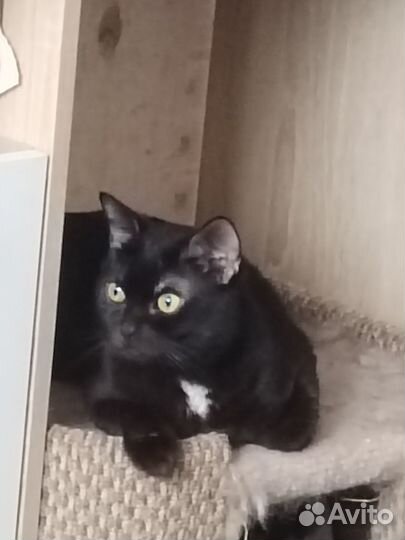 Кот
